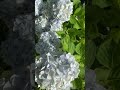 薄水色の紫陽花(♪On Your Side/Yogee New Waves)