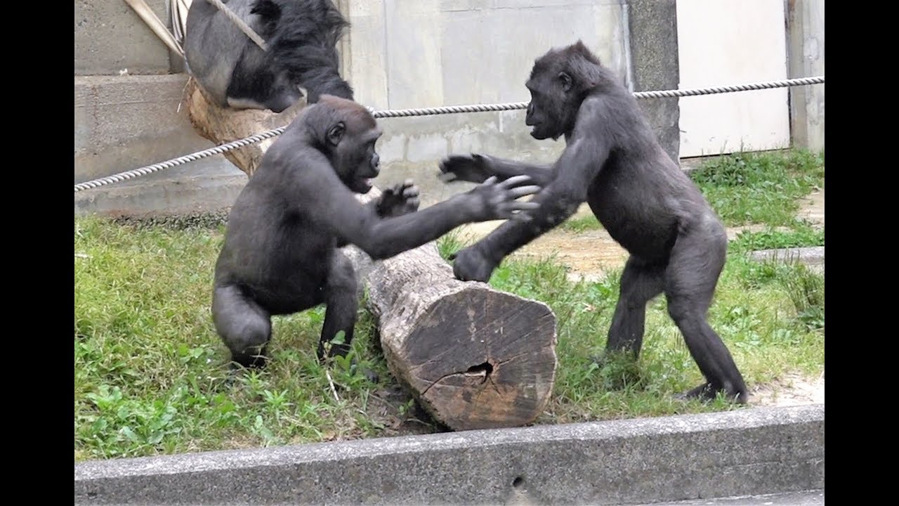 アニー＆キヨマサ 大乱闘 ネネが仲裁 Annie＆Kiyomasa child gorilla