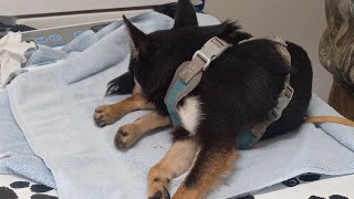 little puppy ran over in Cleveland and almost left for dead by Homestead reptiles 101 views 2 months ago 3 minutes, 21 seconds