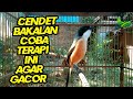 Suara Masteran Cendet Gacor Full Isian Cocok Untuk Memancing Cendet Bakalan Mp3 - Mp4 Download