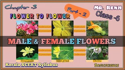 FLOWER TO FLOWER CLASS-6 BASIC SCIENCE  Chapter-3 Part-2