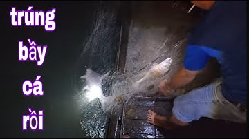 Trời Không Phụ Lòng Người Giăng Lưới Cá Cầy Mà Dính Cá Sủ Và Cá Ba Sa # SĂN BẮT ĐỒNG THÁP #