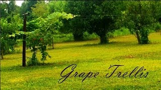 Easy Inexpensive Grape Trellis
