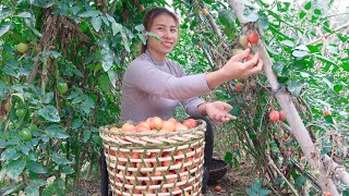 Harvest tomatoes, bring bitter melon to the market to sell. farm life#150