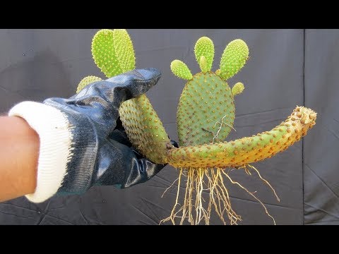 Cactus Bunny Ears/Leaf Propagation