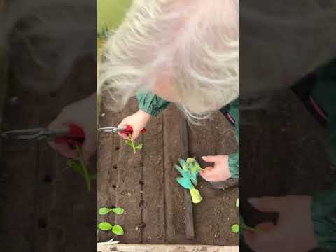 🌿 Черенкуем флоксы у Елены Константиновой
