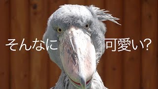 人の話に耳を傾けるハシビロコウ Soooo Cute Shoebill Episode 2 Youtube