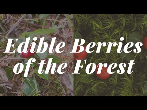 वीडियो: पार्ट्रिजबेरी तथ्य - पार्ट्रिजबेरी पौधों की देखभाल के बारे में जानकारी