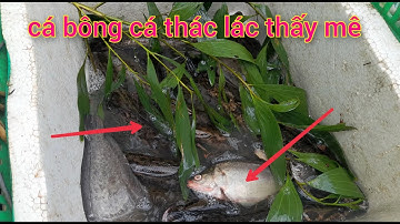 #108 thăm lờ nước kém cá dầy cá thác lác chạy thấy mê #sănbắt ll thơ vlogs