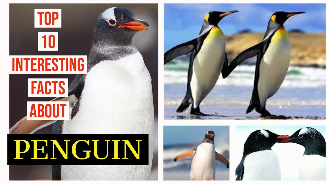 top 10 INTERESTING FACTS ABOUT PENGUIN YouTube