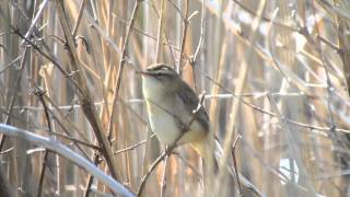 Download Lagu Sedge Warbler, Titchwell RSPB, Norfolk, 4/5/15 MP3