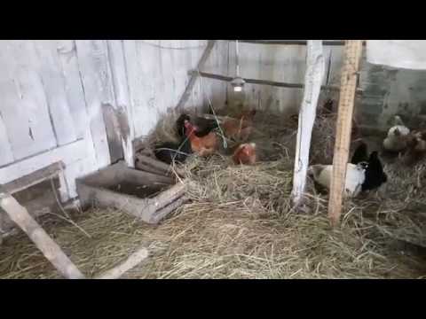 деревенский курятник. курятник для курей. убрать запах аммиака в курятнике. курятник запах. курятник запах.