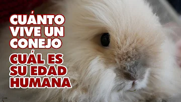 ¿Recuerdan los conejos a los humanos?