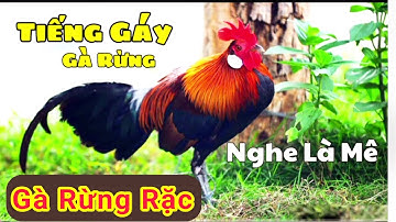 #gàrừnggáy #gàrừng  Tiếng gà rừng rặc gáy thuần | gà rừng rặc gáy | gà rừng rặc gáy cực chuẩn