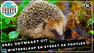 Download Lagu Ontwaakte egel rekt zich even uit | Zelf Geschoten | Vroege Vogels MP3