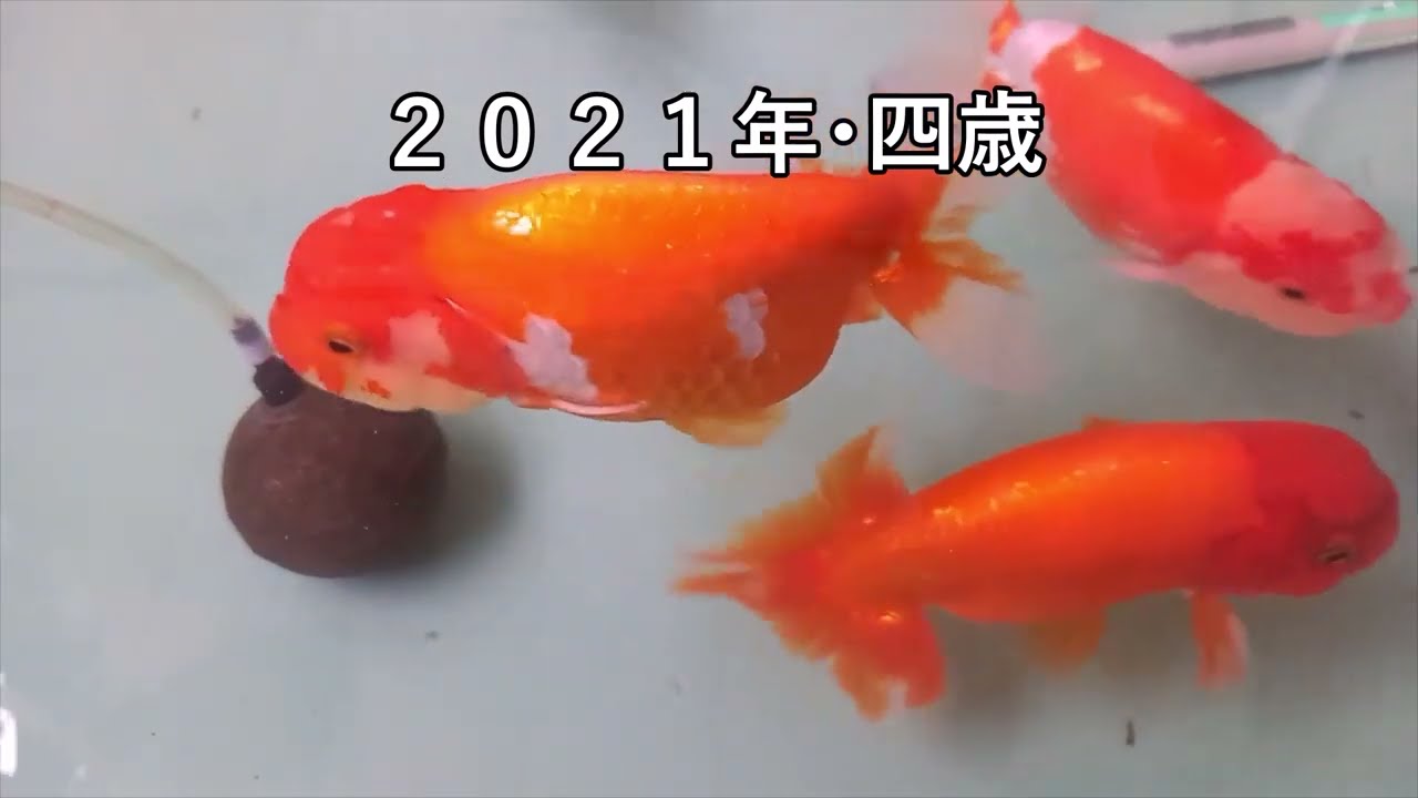 金魚 らんちゅう 治療 病気 腹水病 Bigママ Youtube