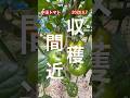 【中玉トマト】色づいてきました。収穫も間近です #とまと栽培