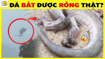 Rắn Khổng Lồ Ở Việt Nam Và 15 Bí Ẩn Ly Kỳ Về Động Vật Khiến Ai Cũng Phải Bất Ngờ! | Nhanh Trí