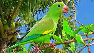 CANTO DO PERIQUITO VERDE CANTANDO NA NATUREZA