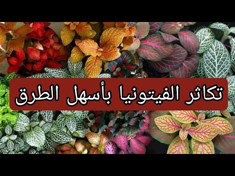 فيديو: كيفية التكاثر فيتونيا