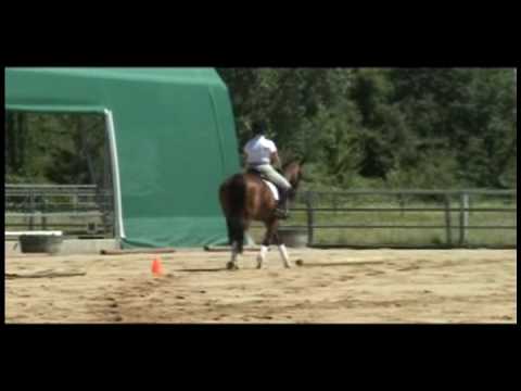 Dream Walker CPAR Third Level Dressage Sporthorse