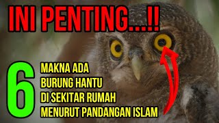 6 ARTI BURUNG HANTU BERADA DI SEKITAR RUMAH MENURUT PANDANGAN ISLAM