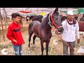 Chetak Festival Sarangkheda 2019 | सारंगखेडा घोडे बाजार.२०१९.