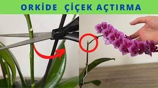 Orkidenin Bol Çiçek Dalı Çıkarması İçin Buna Dikkat Edin/Orkide Çiçek Açtırma