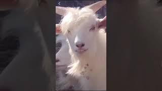 Does this goat have better hair than you  SoraNews24 Japan News
