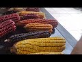 Milho 🌽 crioulo, várias cores😁!