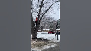 The hinge #viral #trees #viralshorts #trend #trendingshorts #video #fyp #sthil #viralvideo