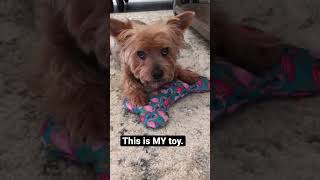 Don’t mess with a Silky Terrier! | #shorts #dogshorts #silkyterrier