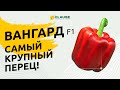 САМЫЙ КРУПНЫЙ ПЕРЕЦ!