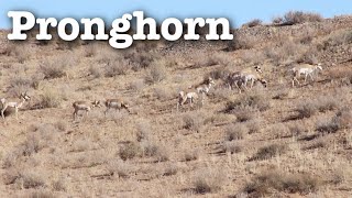 Pronghorn | Fast Field Guide