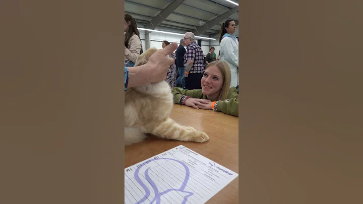 Video 11384571: beautiful maine coon cat, tom cat, cat show