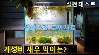 새우먹이 비교테스트 설화 VS 토끼밥 충격 반전결과