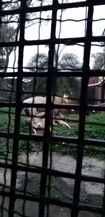 lagi mesum ketangkap kamera no sensor