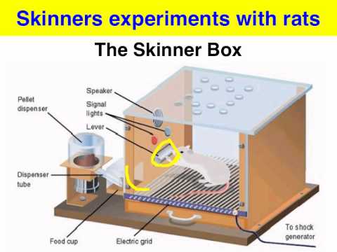 Video: Čo je to Skinner box a aký je jeho účel?