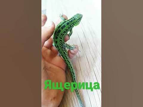ящерка - YouTube