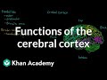 Understanding the Human Brain