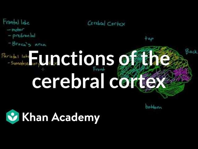 Physiological functions of Cerebral cortex