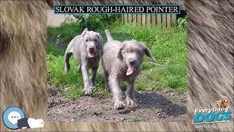 Slovak Rough haired Pointer 🐶🐾 Everything Dog Breeds 🐾🐶