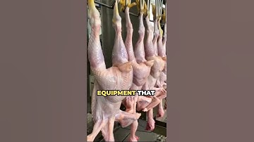 Revolutionize Poultry Processing with the Eruis Compact Slaughter Line
