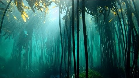 Save The World & Magical Kelp Forests - David Attenborough - BBC Inside Out South