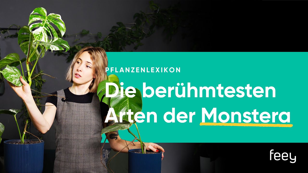Variegata, Thai Constellation, Dubia: Die berhmtesten Monstera-Arten | feey