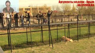Открытие сафари-парка ТАЙГАН.mp4(http://an.crimea.ua/news/articles/video/safari-park-taygan-vstretil-pervih-gostey/ «Тайган» - это не обычный зоопарк, к которым привыкли крымчане..., 2012-04-23T15:53:41.000Z)