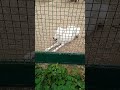 Белый волк( Зоопарк)