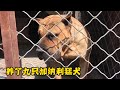 阿龙在农村小院里养了九只加纳利猛犬，这种方式养殖的凶猛猎犬你见过吗？