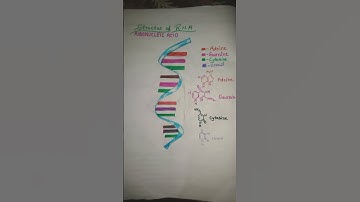 structure of R.N.A( biology).