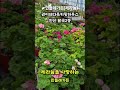 #권이네다육키핑장 #민들레가든 #제라늄